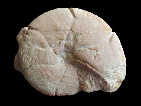 Holcophylloceras mediterraneum