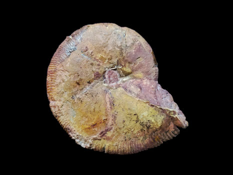 Holcophylloceras zignodianum