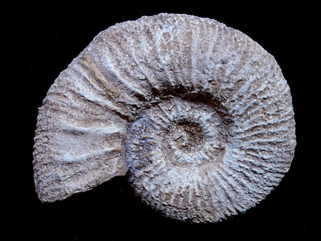 Garnierisphinctes championneti