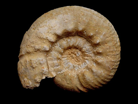 Spiticeras spitiense