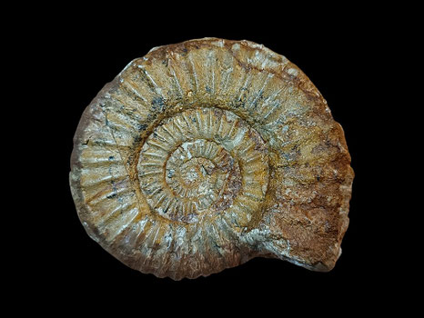Tropidoceras zitteli