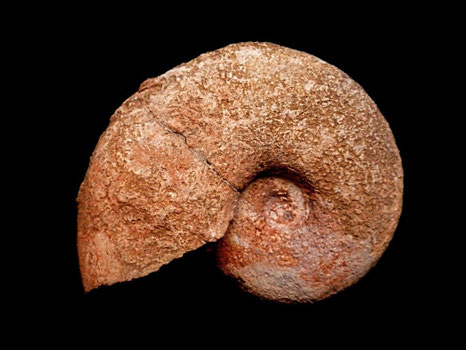 Haploceras elimatum