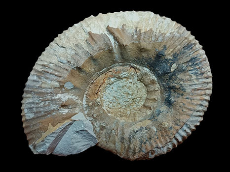 Olcostephanus variegatus