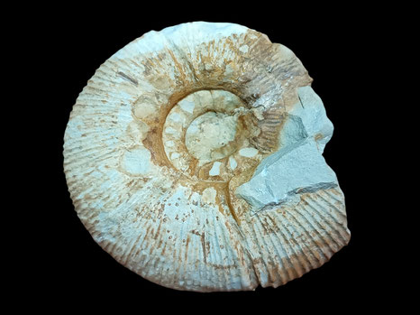 Olcostephanus asterianus