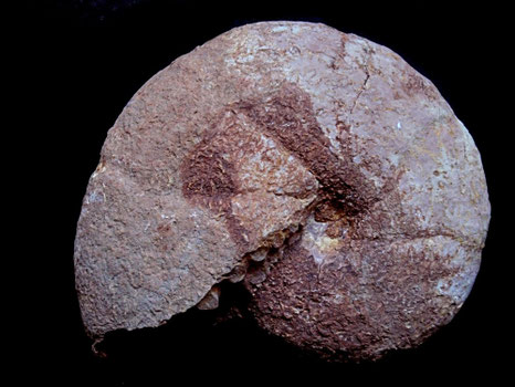 Holcophylloceras polyolcum
