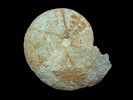 Calliphylloceras kochi
