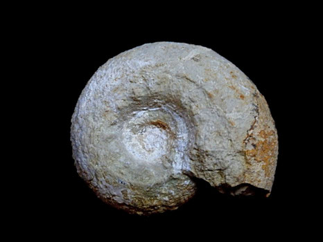 Spiticeras spitiense