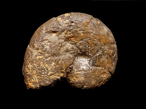 Holcophylloceras mediterraneum