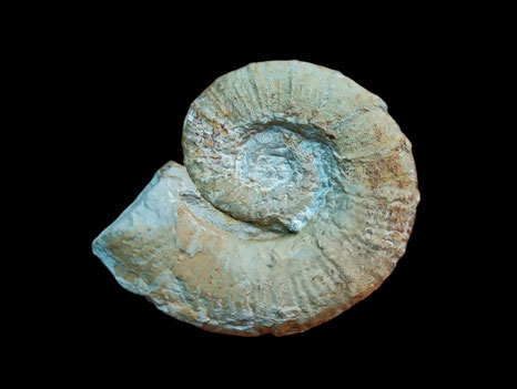Crioceratites nolani