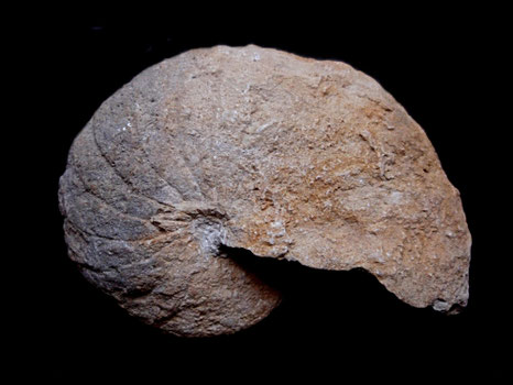 Eutrephoceras sp