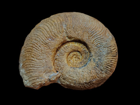 Pseudogrammoceras fallaciosum