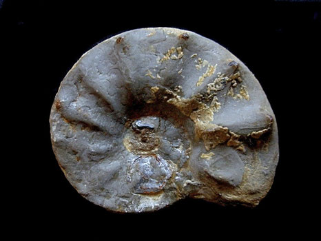 Ammonites, Ceratites nodosus
