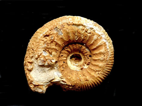 Cadomites lissajousi