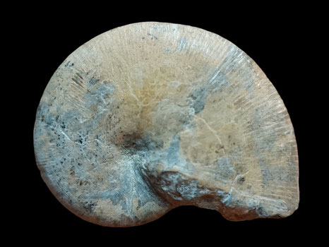 Hyppophylloceras velledae