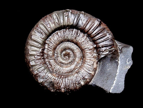 Peronoceras fibulatum
