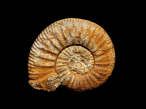 Indosphinctes (Elamites) curvicosta