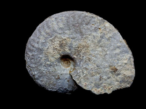Ochetoceras hispidum