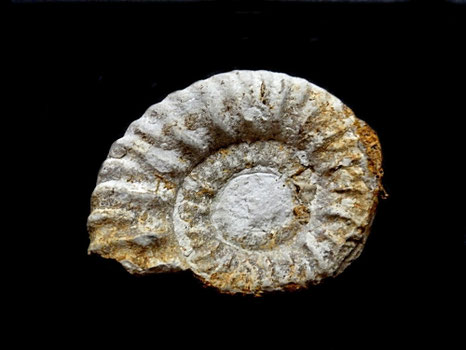 Hysteroceras orbignyi
