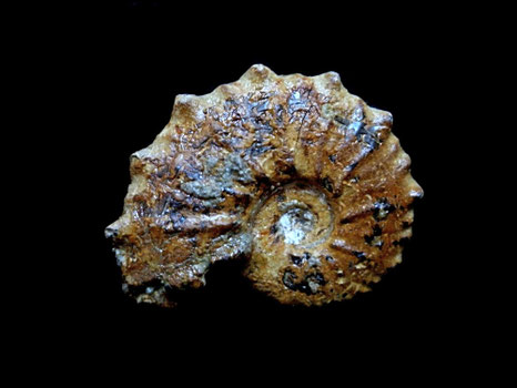 Otohoplites auritiformis