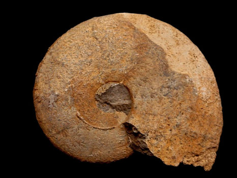 Barremites difficilis