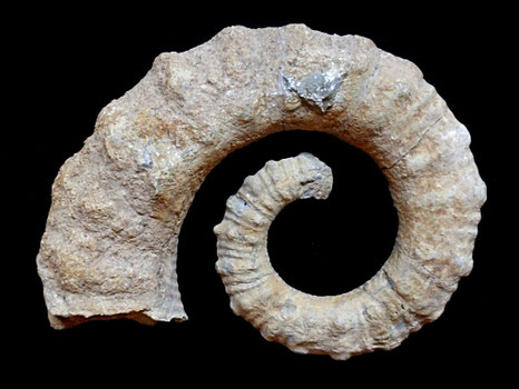 Toxancyloceras vandenheckei