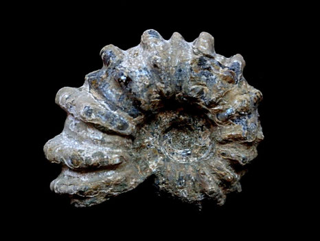 Douveilleiceras inaequinodum