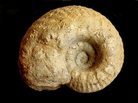 Orthaspidoceras garibaldii