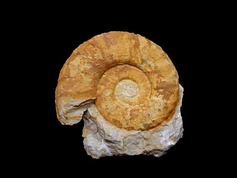 Oosterella vilanovae