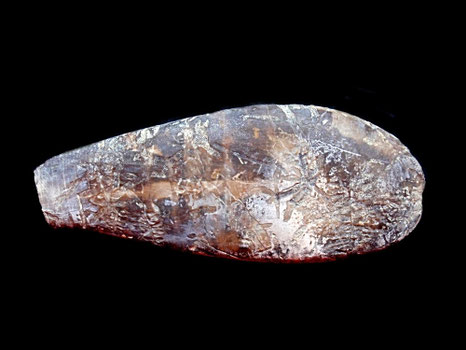 Duvalia dilatata