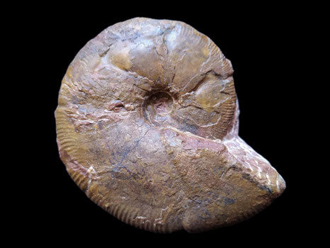 Holcophylloceras zignodianum