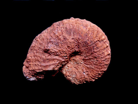 Taramelliceras compsum