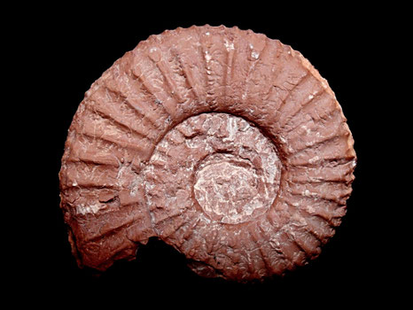 Perisphinctes (Dichotomoceras) bifurcatus