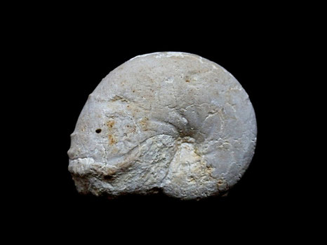 Ptychophylloceras ptychoicum
