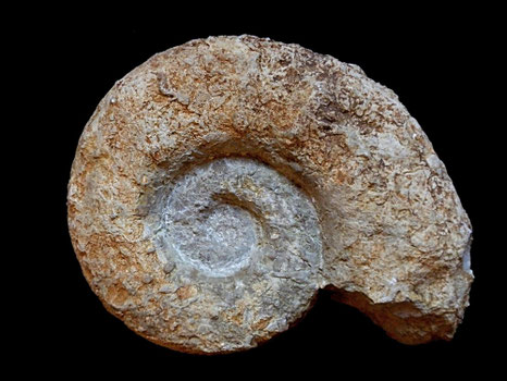 Euaspidoceras douvillei