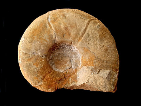Puzosia planulata