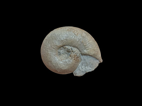 Bullatimorphites (Kheraiceras) bullatus