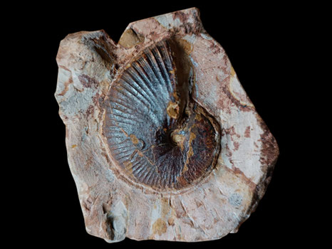 Metaderoceras evolutum