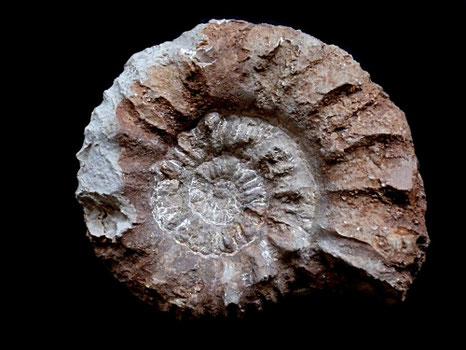 Micracanthoceras (Corongoceras) symbolum