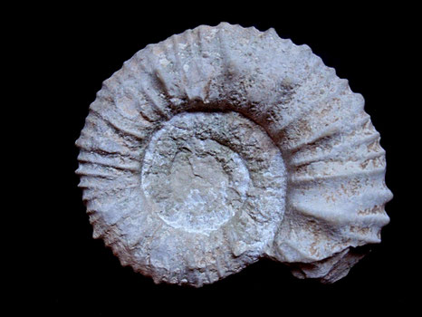 Protacanthodiscus andreaei