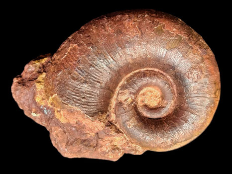Lytoceras adelae