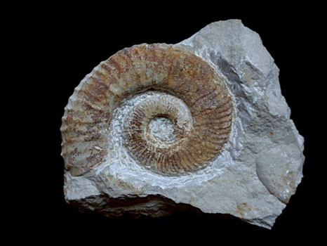 Crioceratites loryi