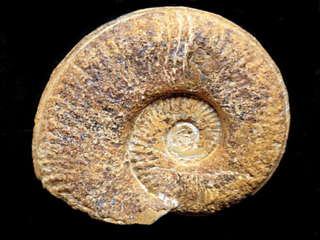Pseudogrammoceras bingmanni
