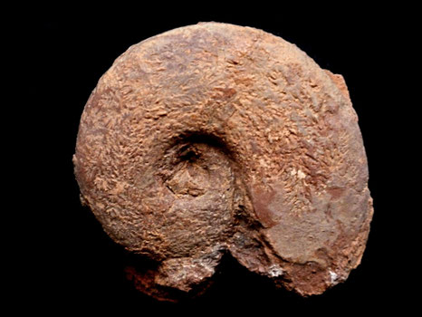 Lissoceratoides erato