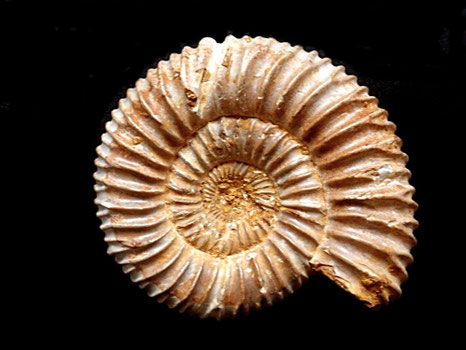 Perisphinctes (Dichotomosphinctes) besairiei
