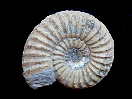 Pleuroceras solare