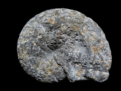 Holcophylloceras mediterraneum