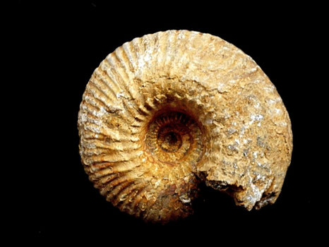 Cadoceras frearsi