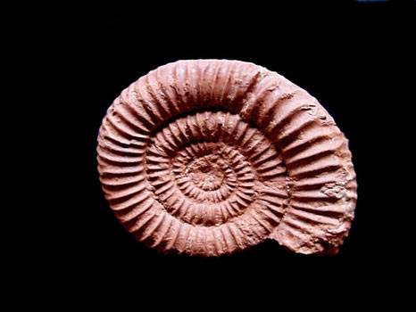 Graefenbergites arancensis