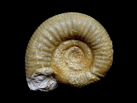 Collotia hereticum