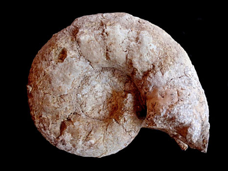 Aspidoceras taverai